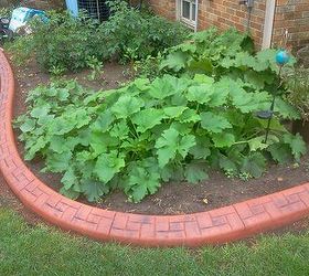 my large landscape project, flowers, gardening, landscape, Squash plants and tomato plants by backyard patio
