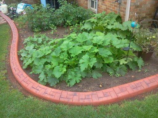 my large landscape project, flowers, gardening, landscape, Squash plants and tomato plants by backyard patio