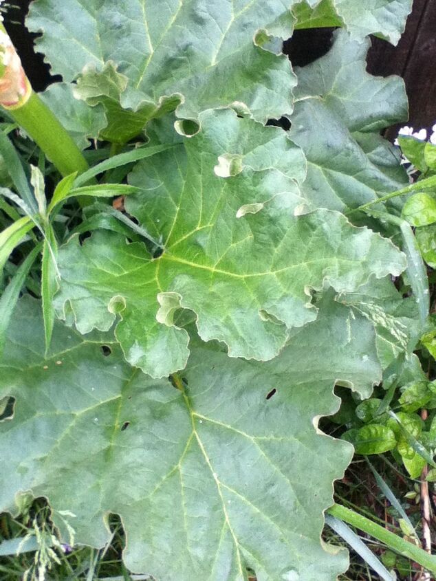 q a mystery plant has shown up in my flower bed any one know what it is, flowers, gardening