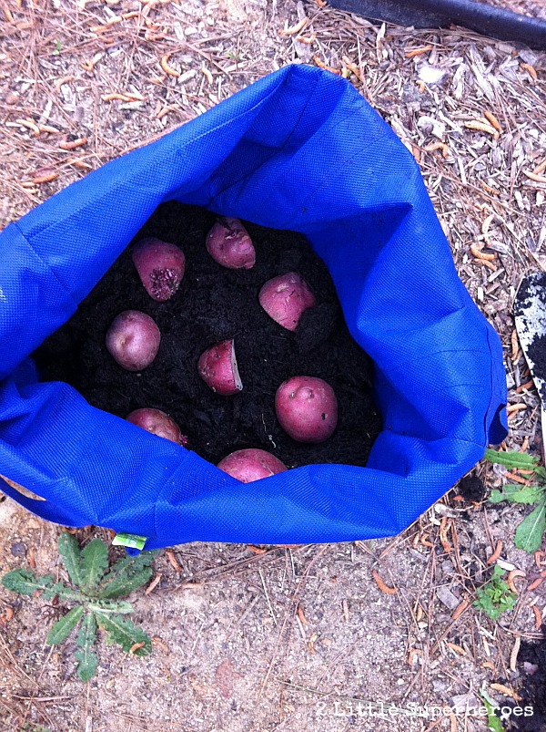 use reusable grocery bags to grow potatoes, gardening, Place potatoes eye side up