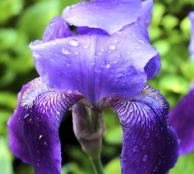 one lonely iris, flowers, gardening, It s gorgeous but lonely