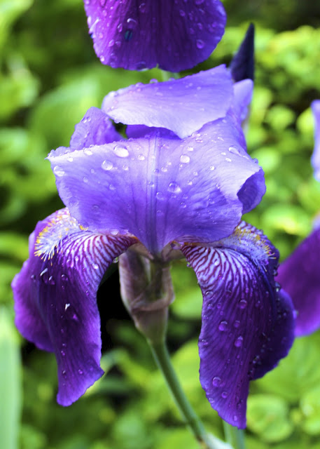 one lonely iris, flowers, gardening, It s gorgeous but lonely