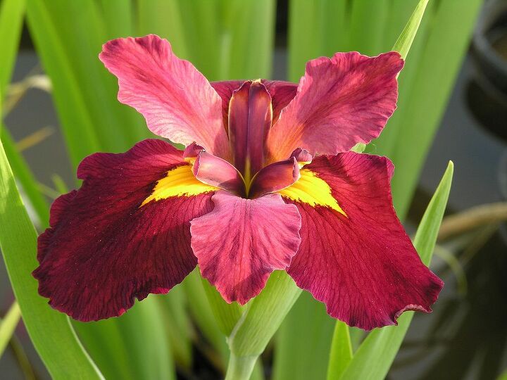 happy valentines day from your pond plants, flowers, gardening, valentines day ideas, Courtesy of Poseidon Plants