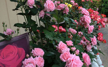 Recomeçar | Criando um jardim de rosas no país