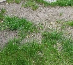 q seeking advice for this problem area, gardening, landscape
