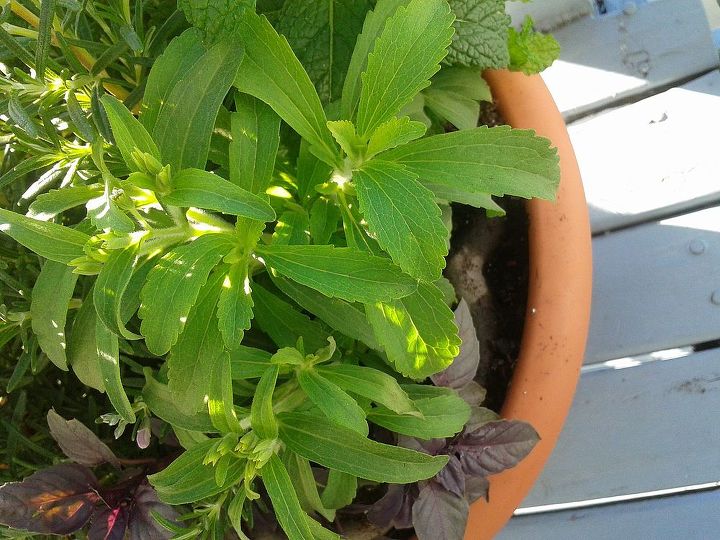 can anyone tell me what this herb is, gardening