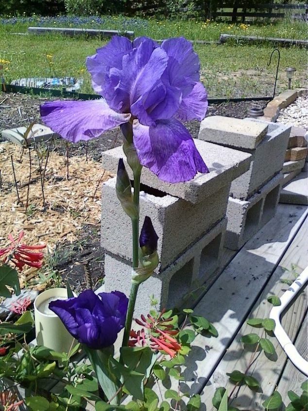 my spring flowers, flowers, gardening, Can you tell I love Iris
