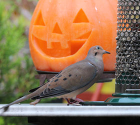 part 4 back story of tllg s rain or shine feeders, outdoor living, pets animals, Mourning Doves were the first responders to the peanut feeder when it was atop the table View Three INFO ON MOURNING DOVES