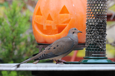 part 4 back story of tllg s rain or shine feeders, outdoor living, pets animals, Mourning Doves were the first responders to the peanut feeder when it was atop the table View Three INFO ON MOURNING DOVES