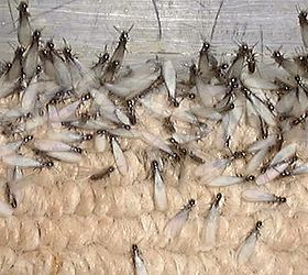 termite treatment, pest control