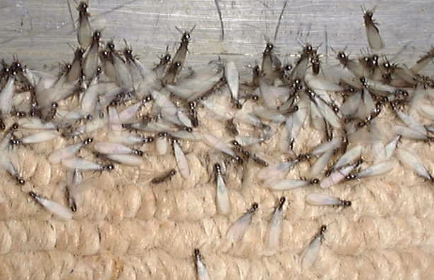 termite treatment, pest control