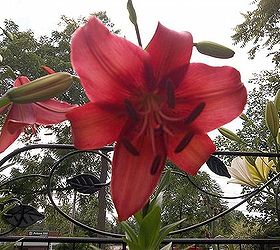 this year s flowers 2013, flowers, gardening, hibiscus, this is a much taller lily than my other red ones