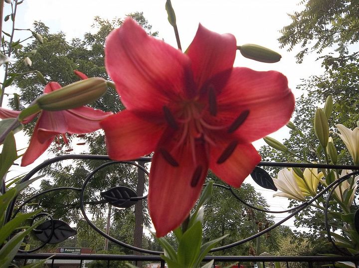 this year s flowers 2013, flowers, gardening, hibiscus, this is a much taller lily than my other red ones
