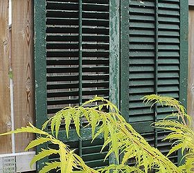 using old shutters in the garden, You could paint them any colour you want but we left the original green to show off the plants like this Tigers Eye sumac
