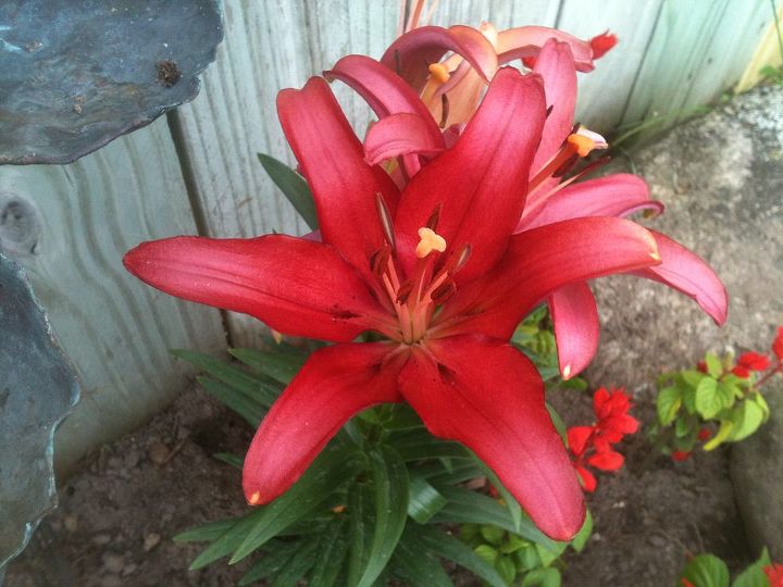 flowers in my gardens, flowers, gardening, I believe that this is an Asiatic Lilly it is so beautiful and perfect that it really looks fake when seen inperson