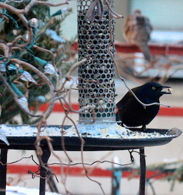 part 4 back story of tllg s rain or shine feeders, outdoor living, pets animals, Common Grackle relishes hi her find from the peanut feeder Details on this bird are