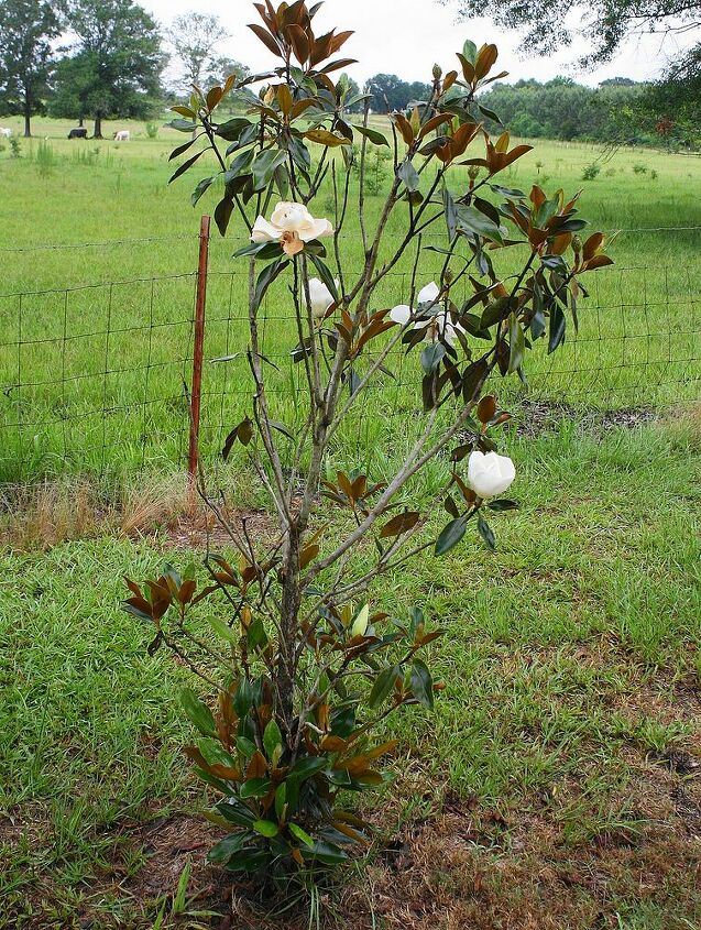 little gems is it dying, gardening, Dying or is something eating it up or should I prune it if so i have researching to do It has new growth on the bottom and a lot of buds waiting to bloom