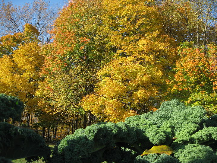 a world of color just outside my door, outdoor living, Kale in my garden against beautiful maple trees that look like they are on fire