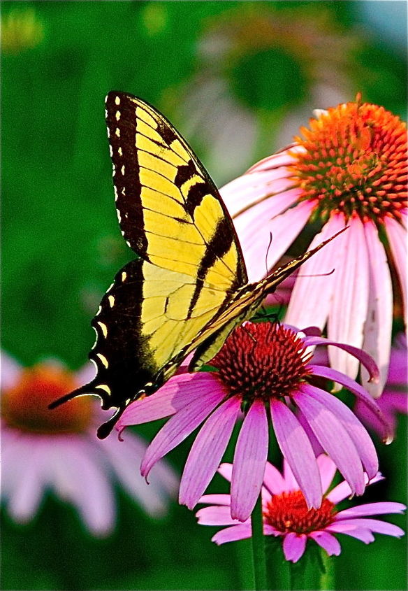 what s happening currently in my yard, flowers, gardening, hibiscus, The yellow Swallowtail loves the Echinacea