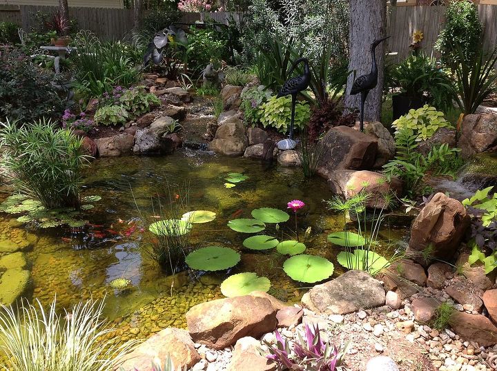 charming backyard water garden in richmond tx features a constructed wetlands filter, gardening, landscape, ponds water features, Constructed wetland filter keeps the pond clean clear and healthy and doesn t look like a filter at all