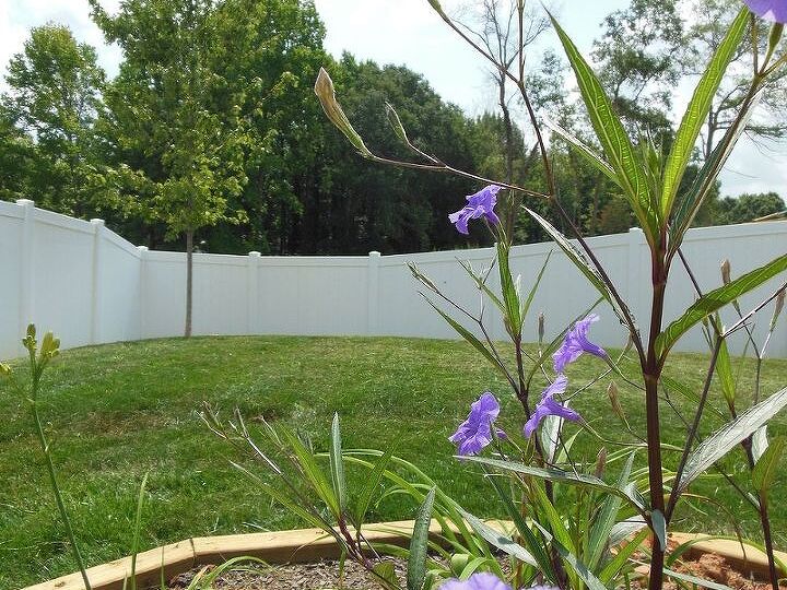 what is this beautiful blue purple flower plant, flowers, gardening, my hummingbirds loved this tall flower It grew to be 3 times this dense by end of summer