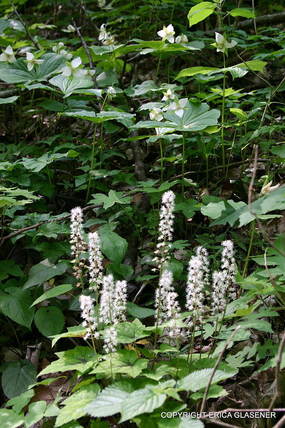 q wildflowers the pocket pigeon mountain read more www ericaglasener com, flowers, gardening, foam flowers and trilliums