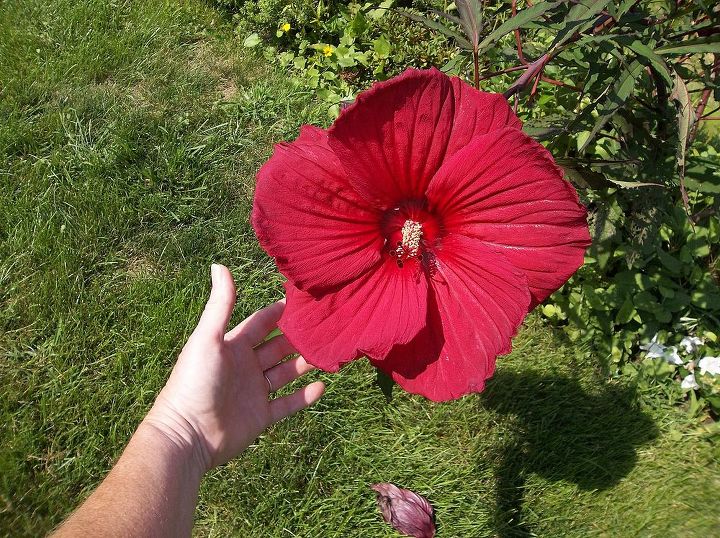 this year s flowers 2013, flowers, gardening, hibiscus, my hardy red hibiscus this is last years pic it s not ready yet for 2013