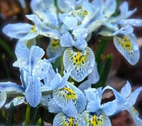 spring in pa, flowers, gardening, perennials, Iris histrioides Katharine Hodgkin