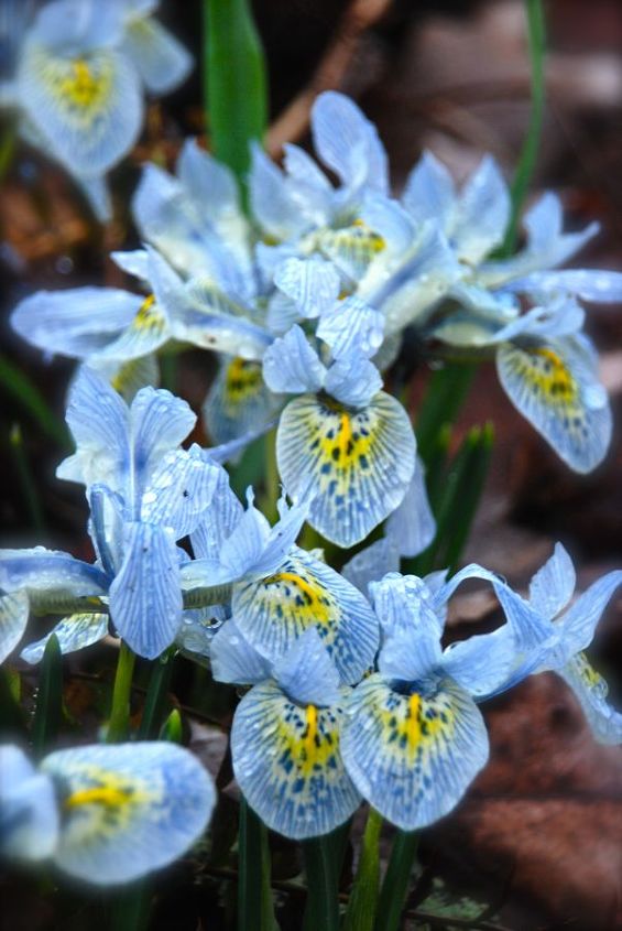 spring in pa, flowers, gardening, perennials, Iris histrioides Katharine Hodgkin