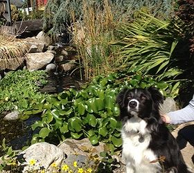 puppy brody visits the pond store, outdoor living, pets animals, ponds water features, Grown up Brody