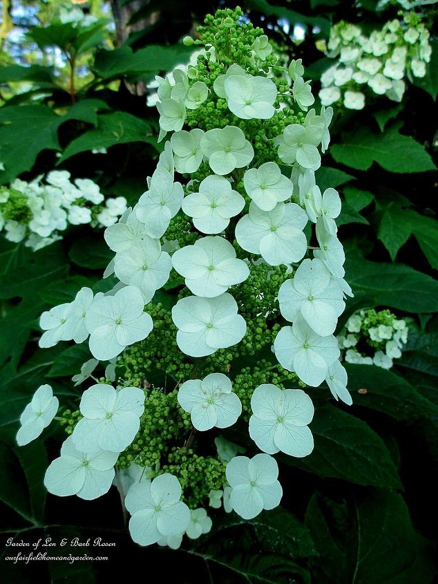17 de junio flores del da, Hortensia de hoja de roble
