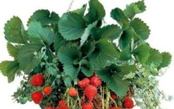 Growing Your Own Strawberry Patch