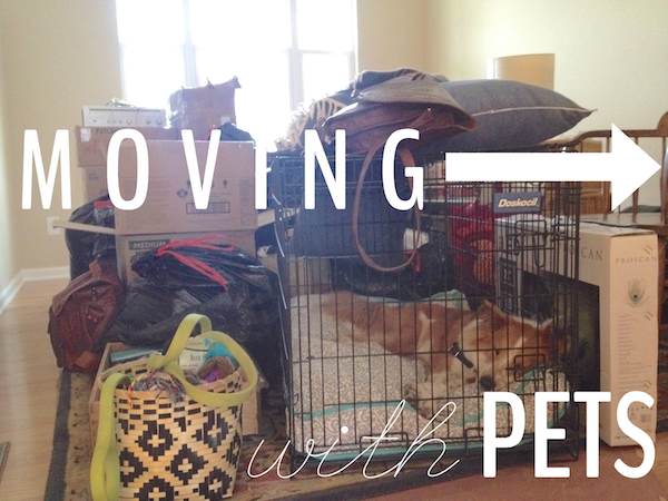 moving with pets, pets animals, Moving with Pets Rental Revival