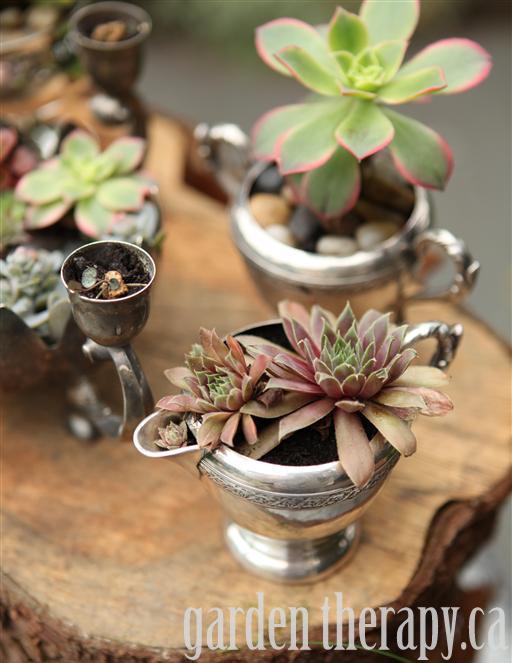 garden recycling projects, container gardening, crafts, gardening, mason jars, succulents, succulents in vintage silver