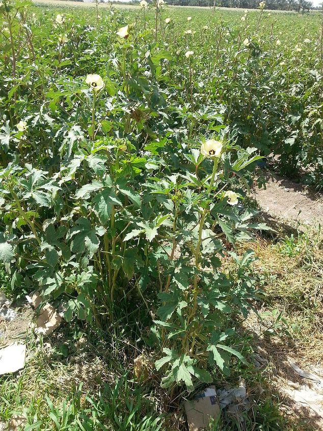 q what in the world is this plant, flowers, gardening