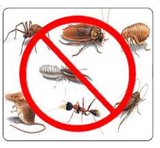pest amp termite control, We make them extinct