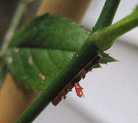 good bug right, gardening, pest control, pets animals, Here s one emerging from this odd little bamboo stick looking cocoon