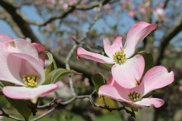 spring is blooming, flowers, gardening, perennials, Pink Dogwood