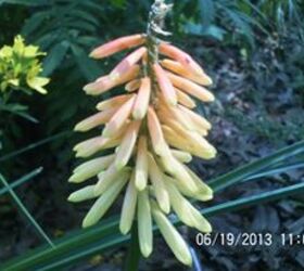 just some of the flowers in our yard, flowers, gardening, Red hot Poker
