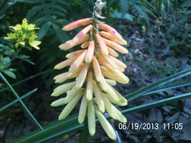 just some of the flowers in our yard, flowers, gardening, Red hot Poker