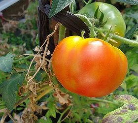i am just one crazy tomato lady, gardening, Silvery Fir Tree