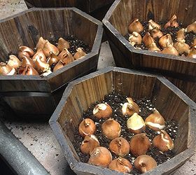 forgot to plant those spring bulbs it s not too late, container gardening, gardening, Try to leave a little space around each bulb but fill your containers so you get a nice burst of color