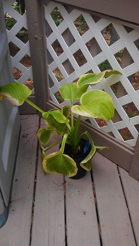 enjoying my deck, decks, flowers, gardening, hibiscus, outdoor living, Got these hostas at Walmart for 4 Looking for somewhere less sunny They got kinda scorched