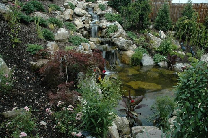 can retaining walls be beautiful as well as functional, gardening, landscape, outdoor living, ponds water features, pool designs, Ideally Situated Pond The finished pond is located next to a new patio the family can sit on lounge chairs in between the pond and pool and be completely surrounded by water