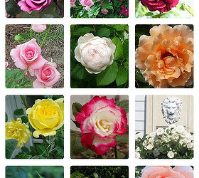 20 beautiful roses, gardening, click on the board link and click the pictures to go to the owner of the roses page