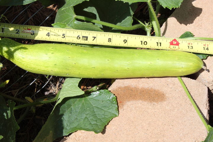 my husband planted this cucumber he does not remember the name any ideas, gardening