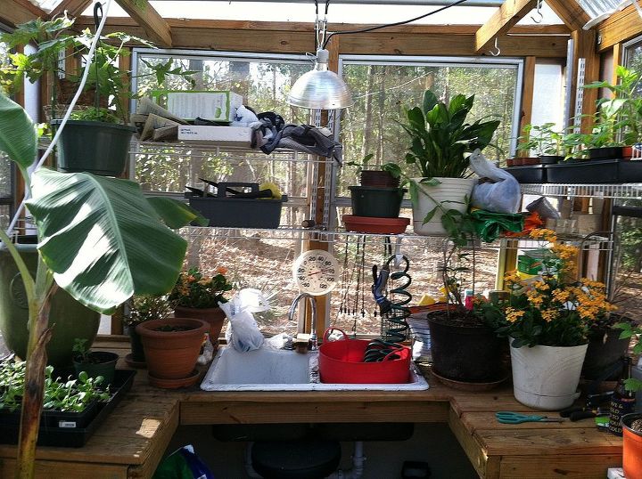 greenhouse, flowers, gardening, February 2012