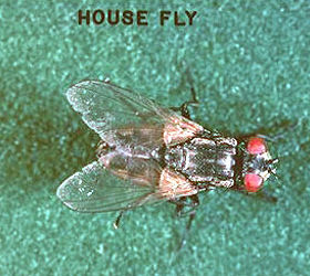 what is the best way to get rid of houseflies