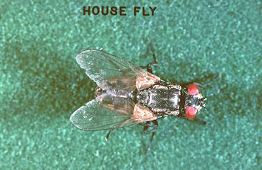 what is the best way to get rid of houseflies