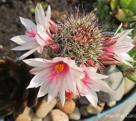 blooming succulents and cacti, flowers, gardening, succulents, Mammillaria fraileana